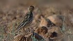 Rotkehlpieper - Red - throated Pipit