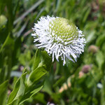 Gemeine Kugelblume / Globularia bisnagarica / weissblühende Sippe / Tüscherz 31.5.2021