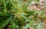 088-Xanthium spinosum  Dornige Spitzklette