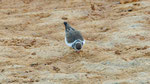 Dreibandregenpfeifer, Three - banded Plover Charadrius tricollaris