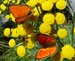 161 : Rainfarn / Tanacetum vulgare, beliebt bei den Dukatenfaltern /      Gondo 17.7.2020