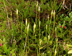 Keulen-Bärlapp / Lycopodium clavatum / Glaubenberg 18.9.2021