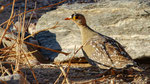 Nachtflughuhn, Double-banded Sandgrouse Pterocles bicinctus