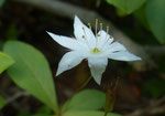 Siebenstern / Trientalis europaea