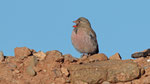 Wüstengimpel - Trumpeter Finch