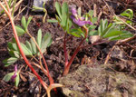 Mittlerer Lerchensporn / Corydalis intermedia /  Chlus ob Boltigen 22.4.2021