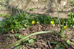 Wiesen-Gelbstern / Gagea pratensis /  Würenlingen 28.3.2021