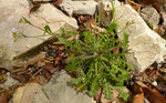 Gewöhnliche Sand-Schaumkresse / Cardaminopsis arenosa  subsp. arenosa /  Rochers du Droit Corcelles 29.5.2021