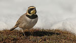 Ohrenlerche- Horned Lark