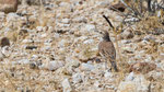 Benguela Langschnabel Lerche / Benguela Long-billed Lark / Certhilauda benguelensis