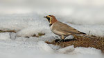 Ohrenlerche- Horned Lark