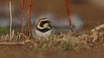 Ohrenlerche- Horned Lark