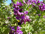 035-Polygala myrtifolia  Myrtenblättrige Kreuzblume