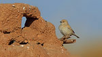 Wüstensperling - Desert Sparrow