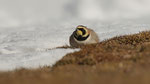 Ohrenlerche- Horned Lark