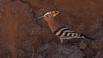 Wiedehopf - Hoopoe