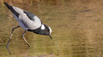 Waffenkiebitz, Blacksmith Lapwing Vanellus armatus