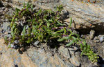 Schnee-Edelraute / Artemisia nivalis /    Oberrothorn auf 3414 m,  31.7.2020