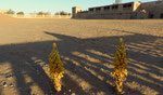 028-Gelbe Cistanche Auberge du Sud Merzouga