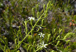 Schnabelfrüchtiger Bergflachs / Thesium rostratum , jeweils nur 1 Hochblatt (nur bei dieser Art)/ Ruinaulta  31.5.2019