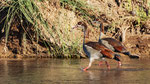 Nilgans, Egyptin Goose Alopochen aegyptiaca