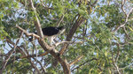 Afrikanischer Habichtsadler