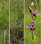 Kleinblütige oder Hohe Hummel-Ragwurz / Ophrys elatior /  Les Baillets 10.7.2020