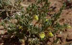 033-Kickxia aegyptiaca  Kickxia aegyptiaca  Tännelkraut