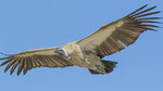 Weissrückengeier / White - backed Vulture