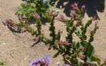 016-Mesembryanthemum crystallinum  Kristall-Mittagsblume