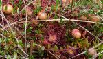 183 : Gemeine Moosbeere / Vaccinium oxycoccos  und  Rundblättriger Sonnentau / Drosera rotundifolia /    Lörmoos Herrenschwanden 1.8.2020