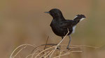 Trauersteinschmätzer - Black Wheatear