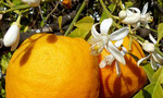 037-citrus sinensis  Orange 