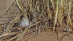 Saharagrasmücke - African Desert Warbler