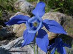 Alpen-Akelei / Aquilegia alpina