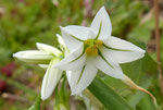 Glöckchen-Lauch / Allium triquetrum, nickende Blüten mit grünem Mittelnerv, blüht ab Dezember