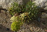 Meerfenchel / Crithmum maritimum