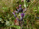 Grossköpfige Färberscharte / Serratula tinctoria ssp.monticola