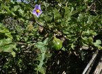 043-Solanum linnaeanum  Sodomsapfel