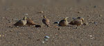 Kronenflughuhn - Crowned Sandgrouse