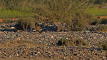 Adlerbussard - Long legged Buzzard