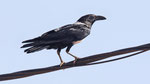 Schildrabe - Pied Crow 