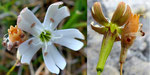 201 : Steinbrech-Leimkraut  / Silene saxifraga /   Monte Generoso 21.8.2020