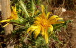 Spanische Golddistel / Scolymus hispanicus