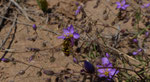 040-Spergularia fimbriata    Schuppenmiere