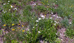 Gemeine Kugelblume / Globularia bisnagarica / weissblühende Sippe / Tüscherz 31.5.2021