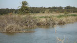 Sichler - Glossy Ibis 