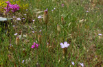 48 : Nelken-Leimkraut / Silene armeria  und  Sprossende Felsennelke / Petrorhagia prolifera /     Follatères 30.5.2020