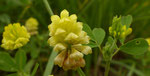 Feld-Klee oder Gelber Acker-Klee / Trifolium campestre