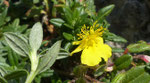 Graufilziges Sonnenröschen / Helianthemum canum / La Dôle 21.8.2021